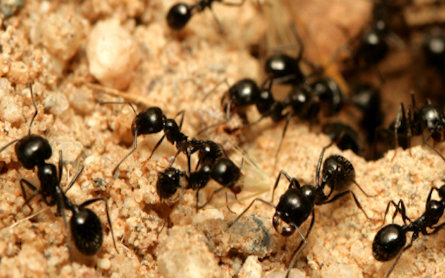 ants image
