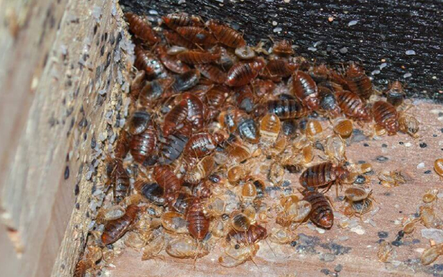 bedbug image