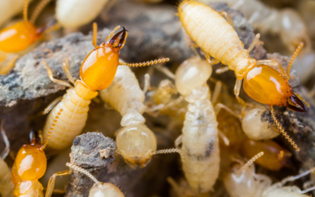 termite image
