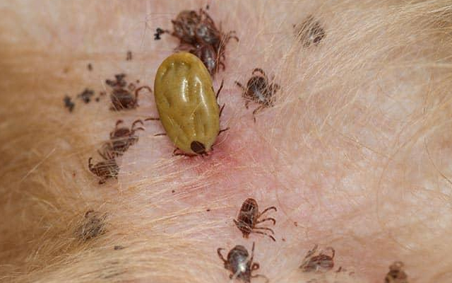 ticks image